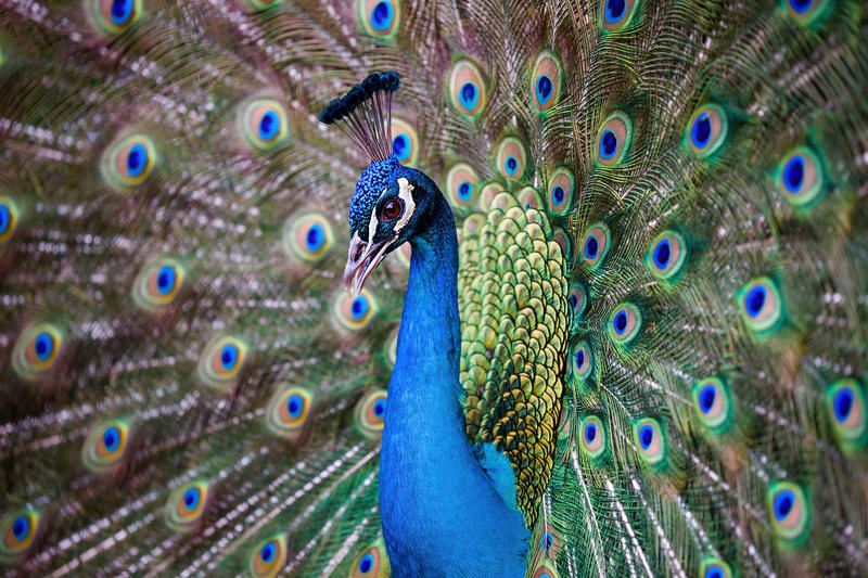 37 peacocks reported missing from historic California hotel
