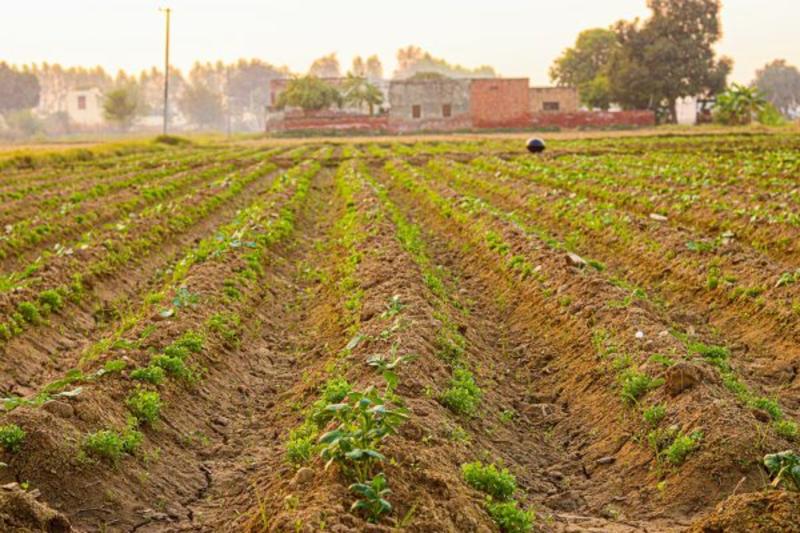Between Sectors, Between Worlds: The Significance of Seasonal Labor in India