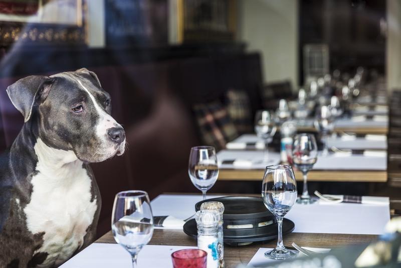 Pet peeve / Dogs have no place at my table