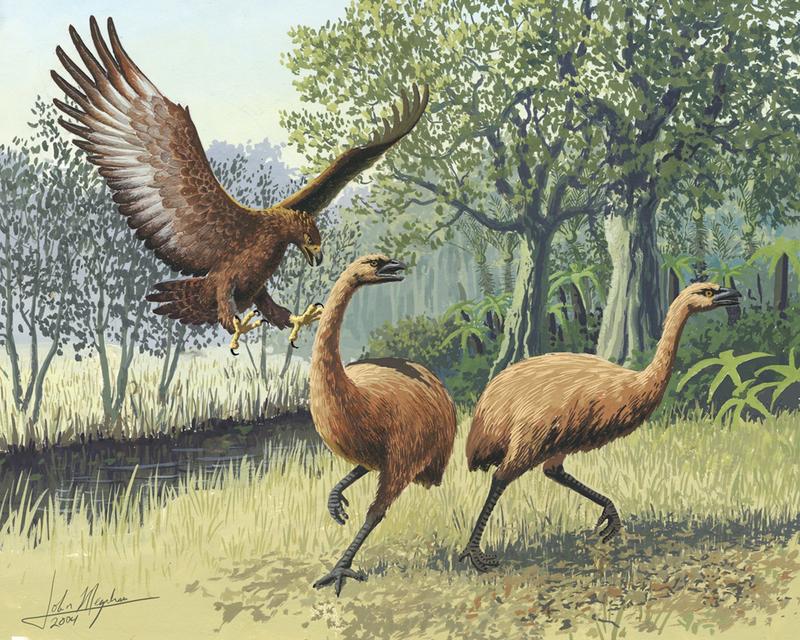 Loup sinistre, souris laineuse et moa : tenter de déséteindre des espèces dans un environnement économique instable est très risqué