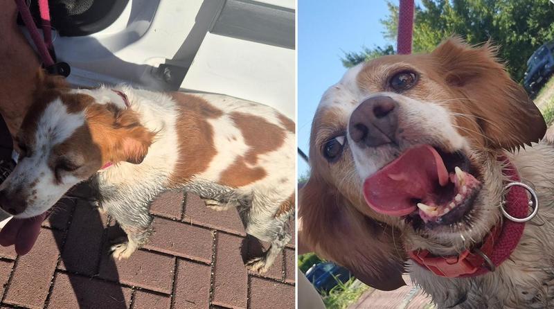 Cane salvato in tangenziale da un automobilista: rischiava di essere investito