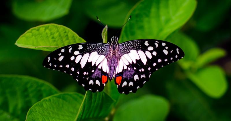 Butterflies: Their Fascinating Lives and How to Protect Them