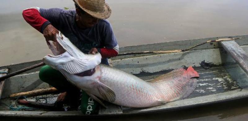 Com suspeita de fraudes, seguro para pescadores disparou no início do ano