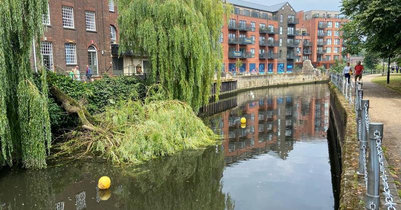 Fallen trees blocking rivers after hot weather causes harm to branches and roots