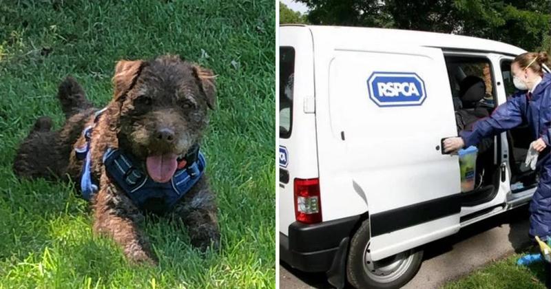 Man admits cruelty to dog over failure to treat painful facial injuries