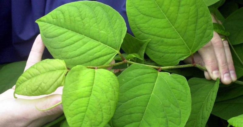 The hotspots where Japanese knotweed is thriving in Norfolk