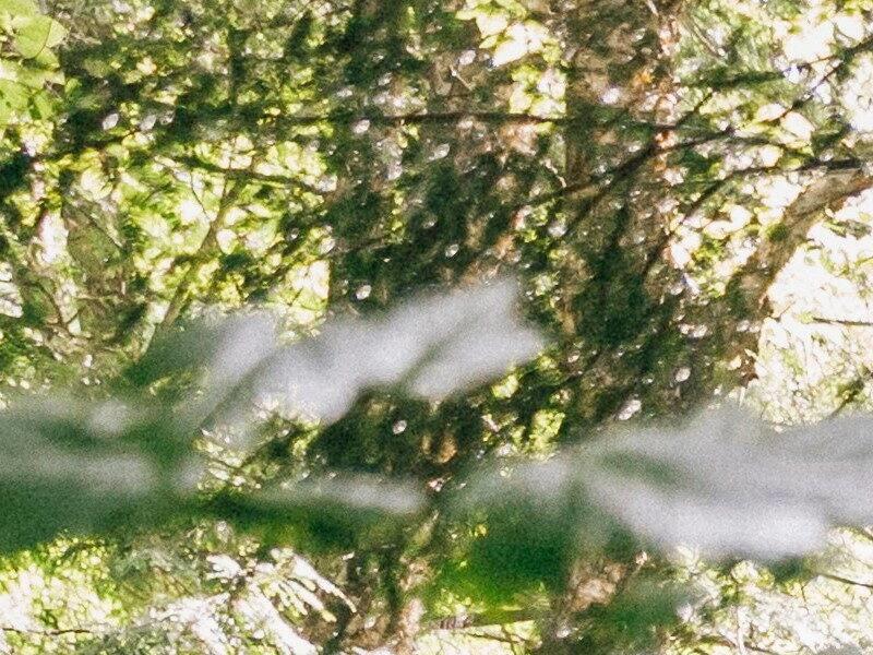 F*** les écrans: quand la forêt garde nos enfants