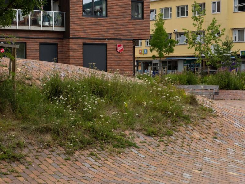 Byens beplantning: Det er flaut å være sandefjording