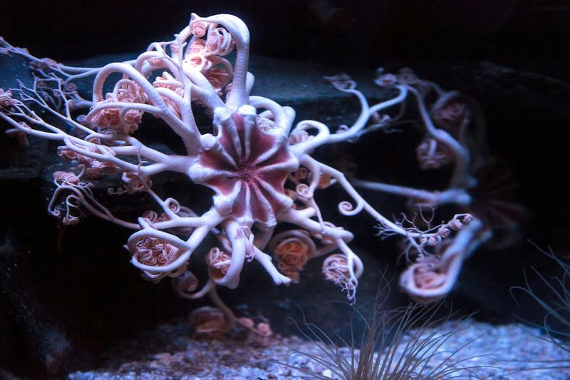 Five arms, no heart and a global family: what DNA revealed about the weird deep-sea world of brittle stars