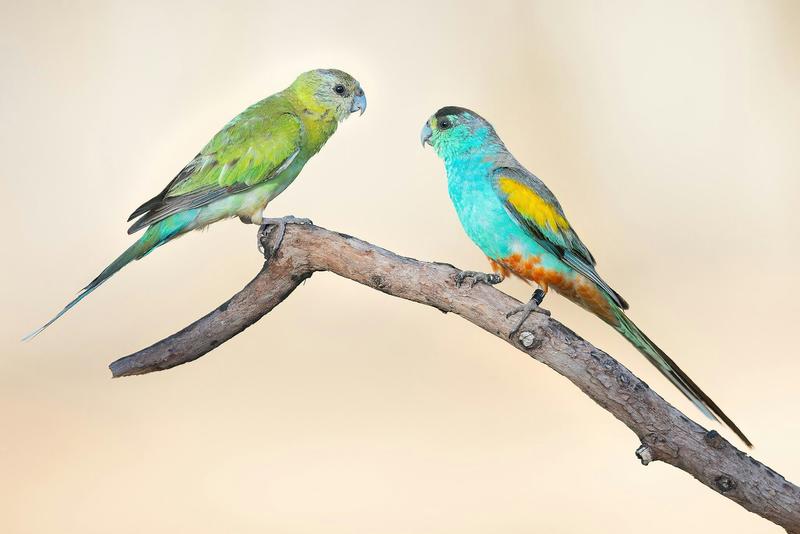 From grasslands to killing fields: why trees are bad news for one of Australia’s most stunning birds