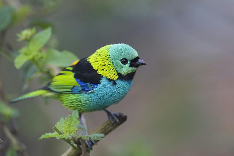 Birds use hidden black and white feathers to make themselves more colourful