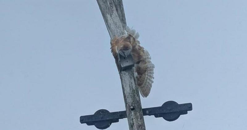 Barn owl put down after getting caught on wind pump
