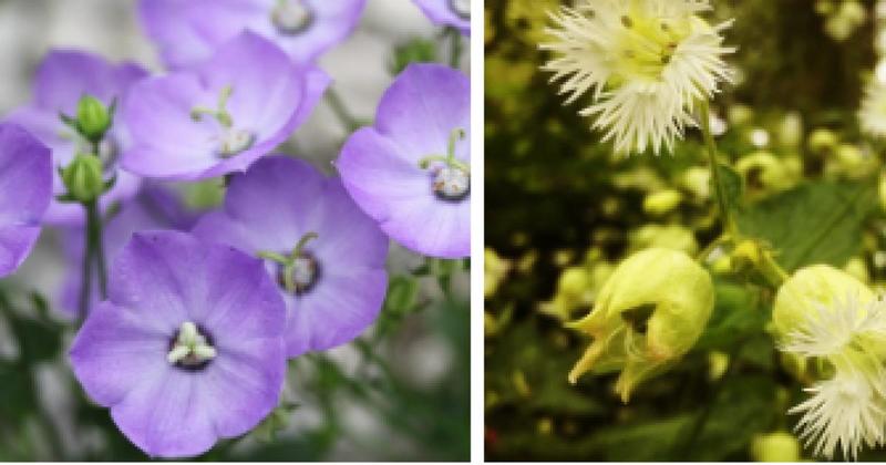 Plant conservation campaign launched to protect at-risk species