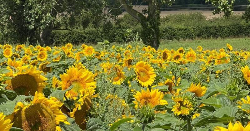 Pick-your-own sunflower field launching on outskirts of Norwich