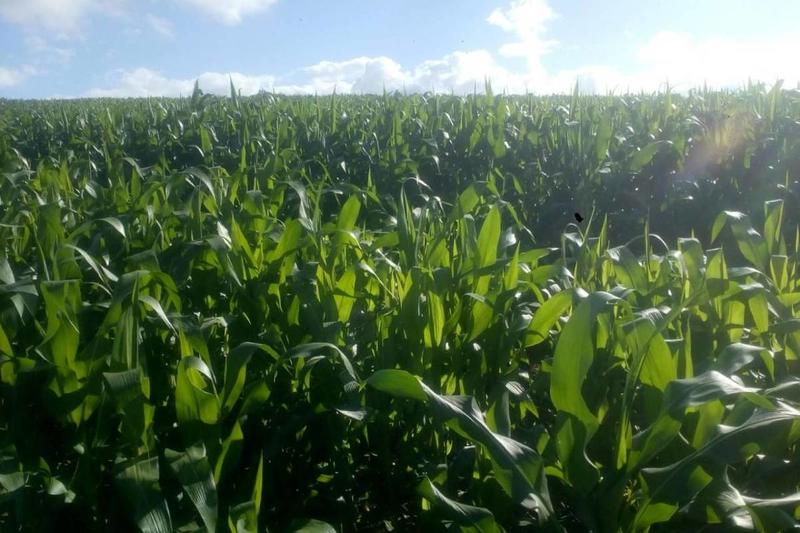 Medo com fertilizantes leva a explosão de consumo dos bioinsumos