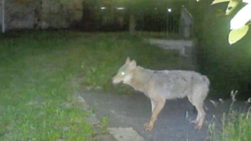 Lupi nel mirino degli allevatori bergamaschi : “Uccidono i nostri animali e mettono a rischio le nostre attività”
