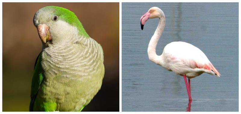 Uccelli che arrivano da Africa e America: il cielo di Carpi cambia colore