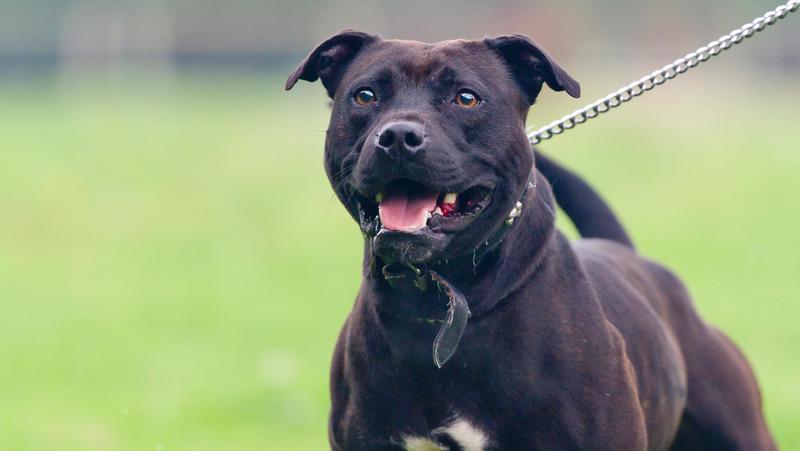 Giovani rapinati e lasciati in mutande dalla banda del bull terrier: sei arresti