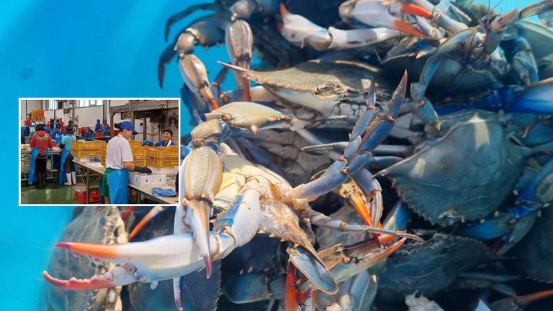 Vongole ko, 50 donne tornano a lavorare grazie al granchio blu