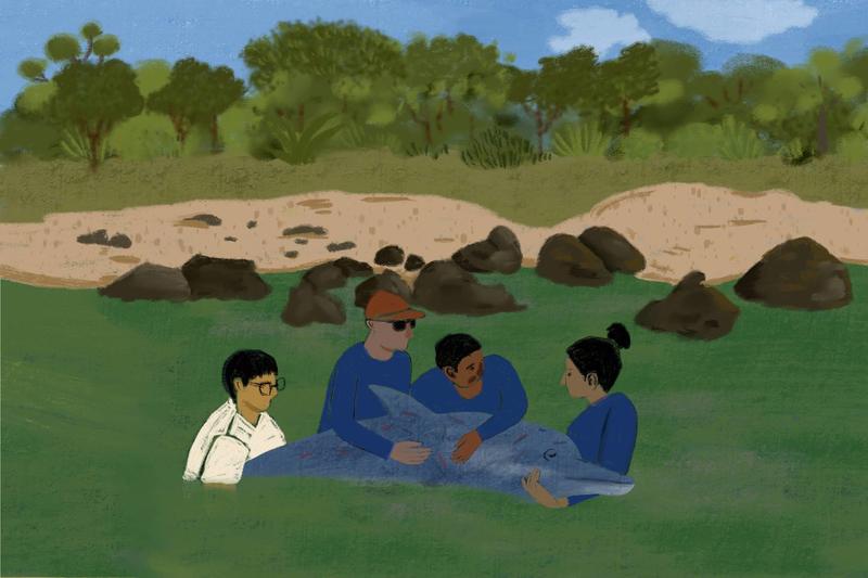 O dia em que não coletei um cérebro de golfinho