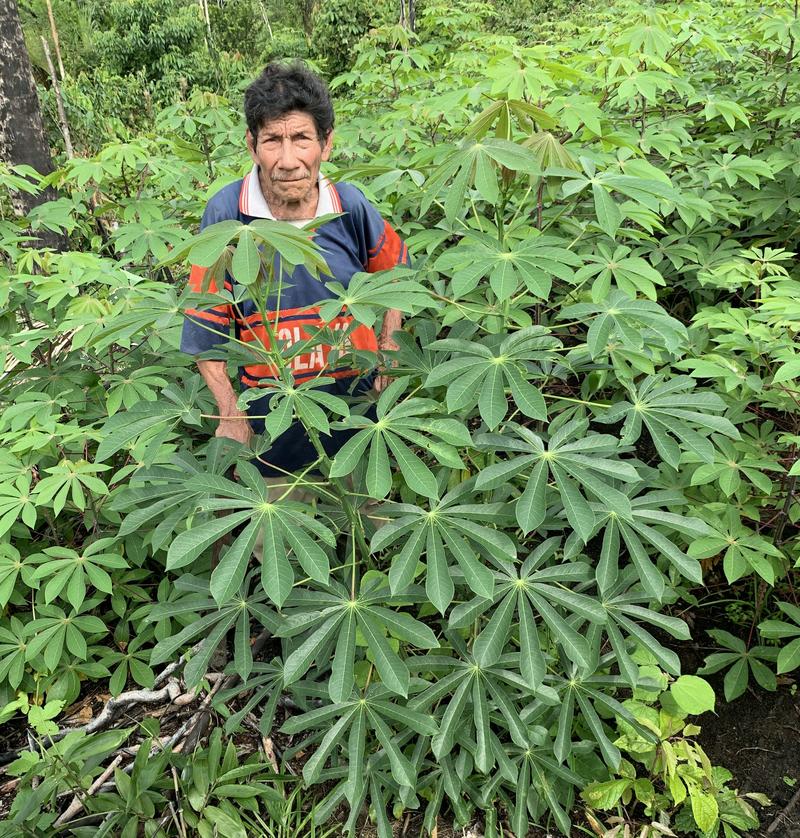 Le manioc : de la plante potentiellement toxique d’Amazonie à l’aliment hautement nutritif mondialisé