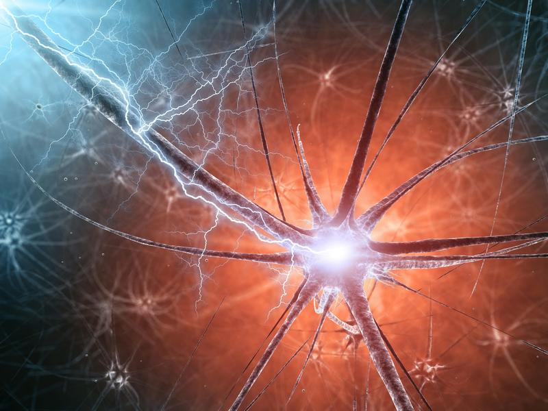 Meliterapia: engrasar el cerebro para curar enfermedades neurológicas complejas