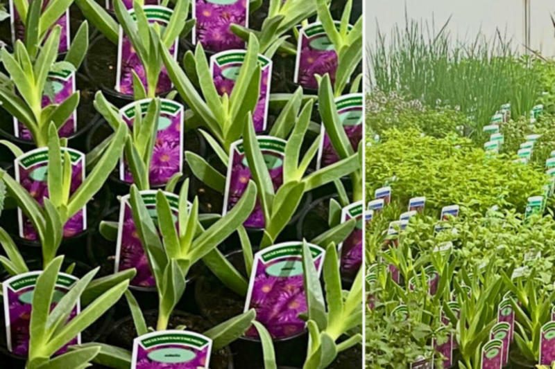 Buyers beware: High-risk invasive plants still found in garden centres and trade fairs