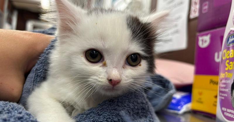 Kittens need new homes after being rescued from holiday park