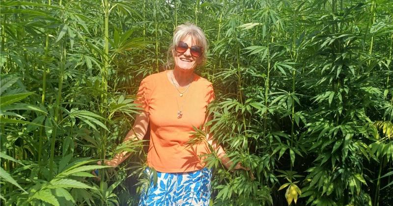 Suffolk farm looks set for bumper hemp harvest as plants bask in heat