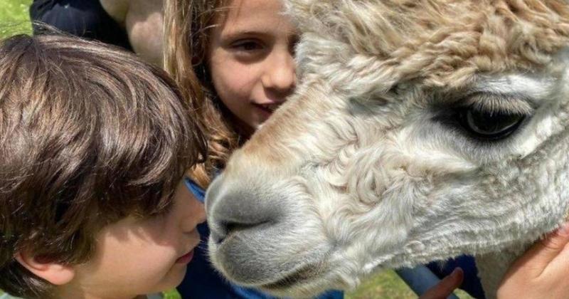 New alpaca farm offering meet and greet experience for animal lovers in Norfolk