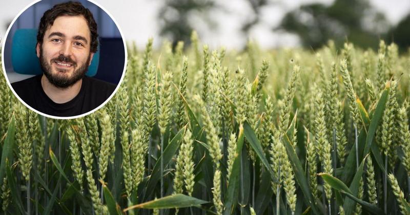 Scientists aim to 're-wire plant immunity' to help protect vital food crops