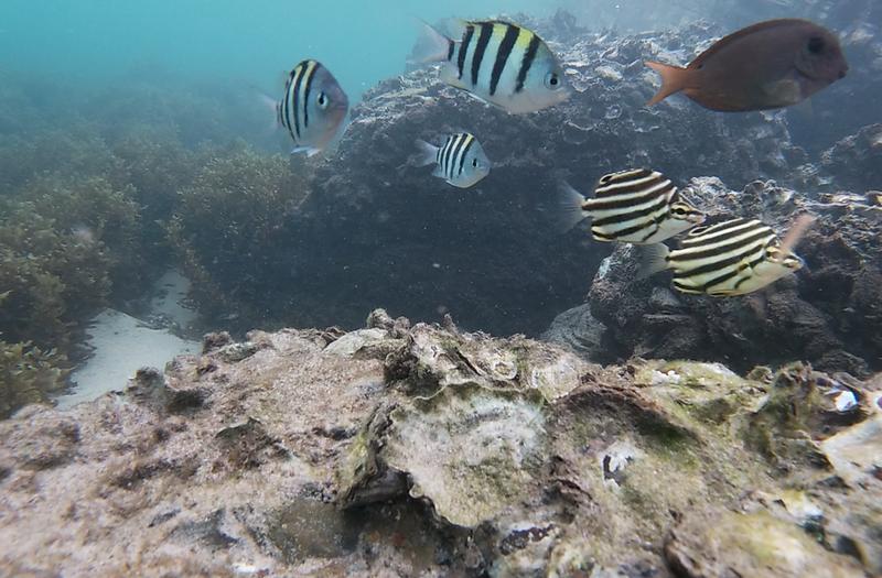 As oceans warm, tropical fish are moving south. New friendships may be helping them survive