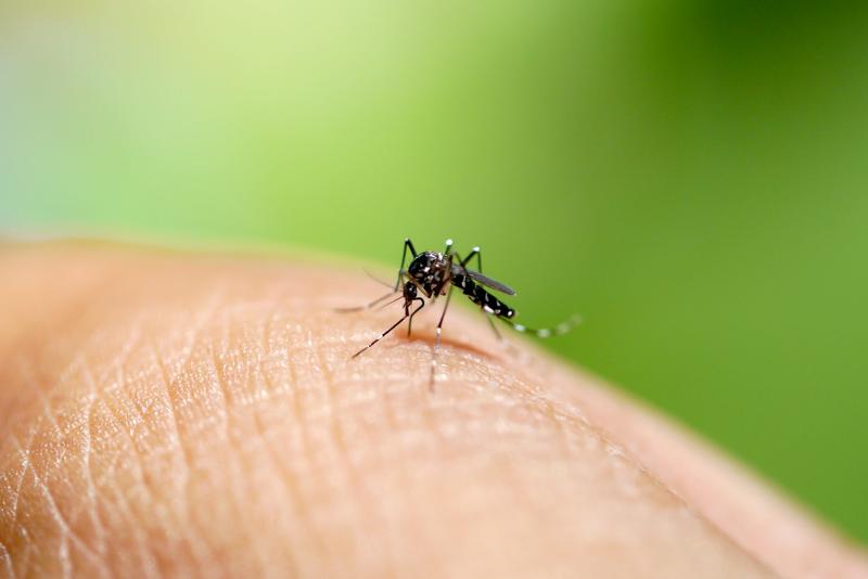What is chikungunya virus, and should we be worried about it in Australia?
