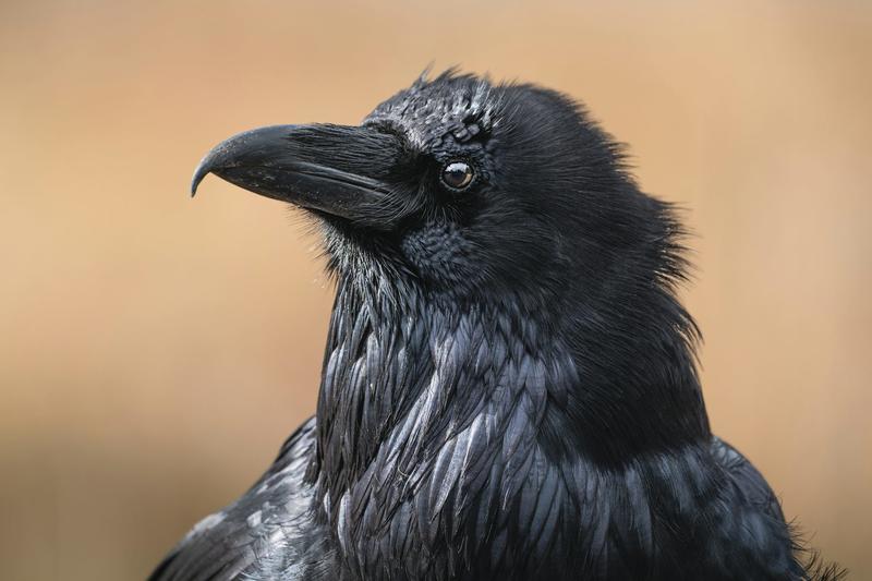 Mythical, slippery, shapeshifting: Grief is the Thing With Feathers transforms tragedy into literature