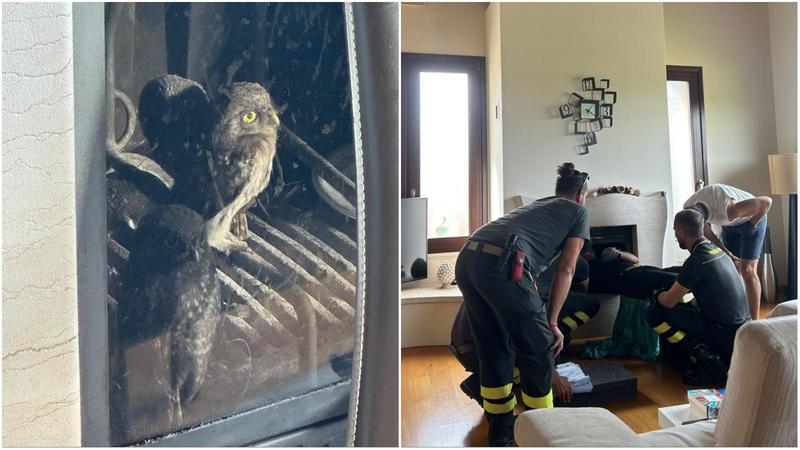 Tre civette intrappolate nel camino