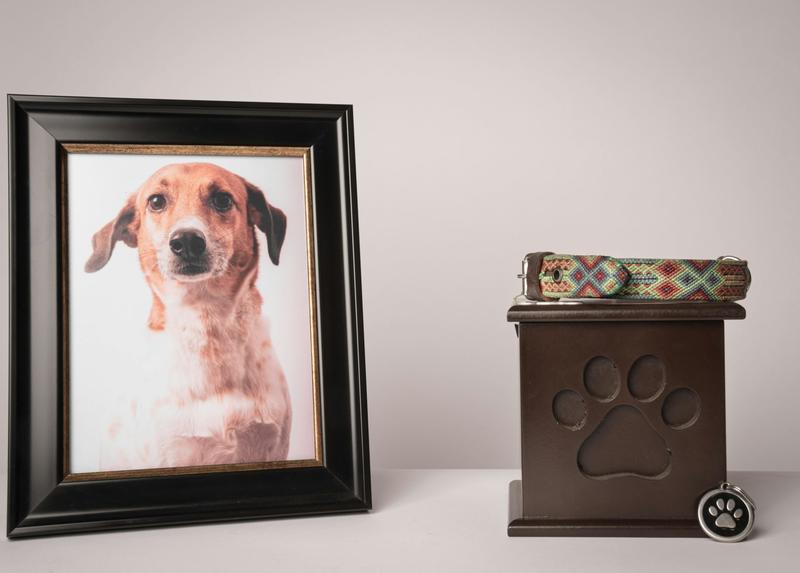 The 3 worst things you can say after a pet dies, and what to say instead