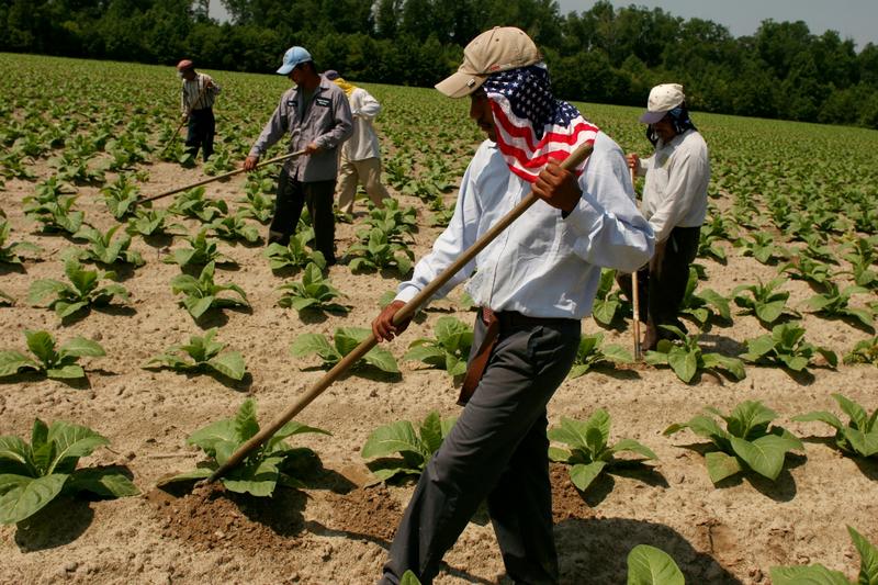 Trump’s push for more deportations could boost demand for foreign farmworkers with ‘guest worker’ visas