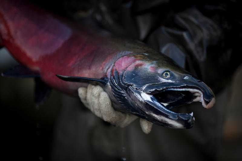 ‘Devastating setback’: Spill could tank Olympic National Park salmon recovery