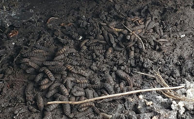 Neanderthals likely ate fermented meat with a side of maggots