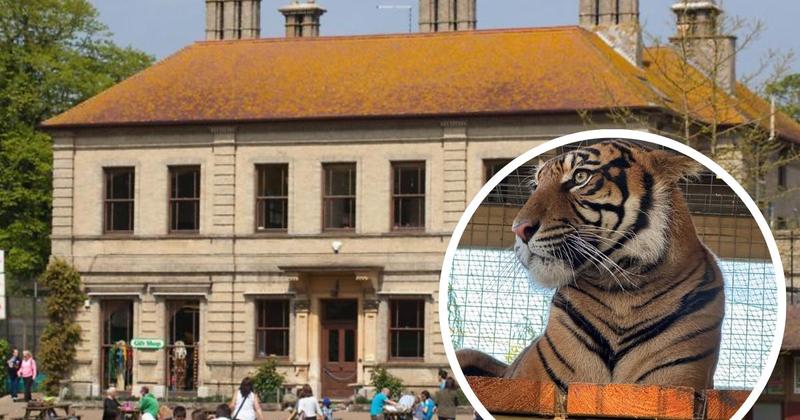 Endangered animal settling in 'amazingly' to new home