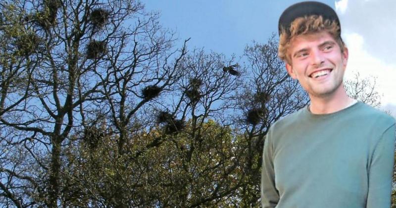 Tree surgeon cleared of illegally destroying rook nests