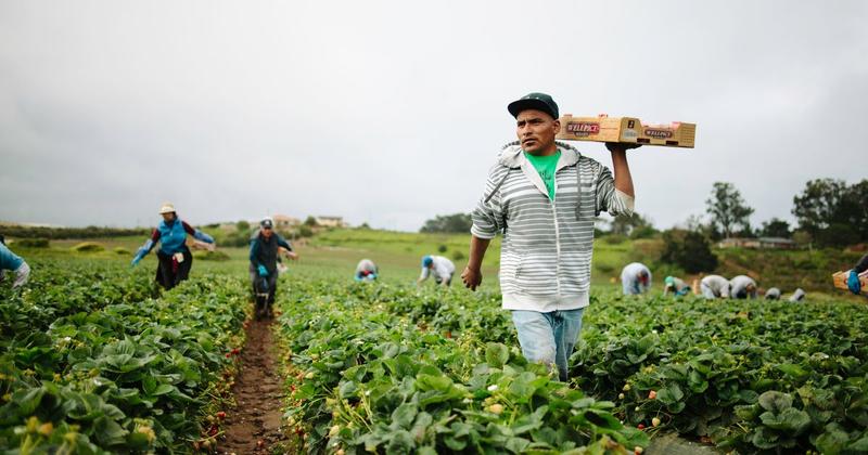 Trump Fights DEI by Making Farmworkers Drink Polluted Water