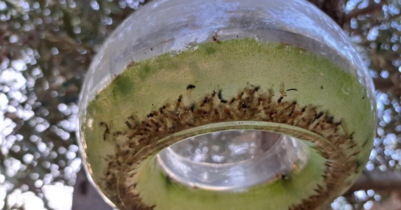 Ξεκινά ο δεύτερος δολωματικός ψεκασμός κατά του δάκου στο Ρέθυμνο