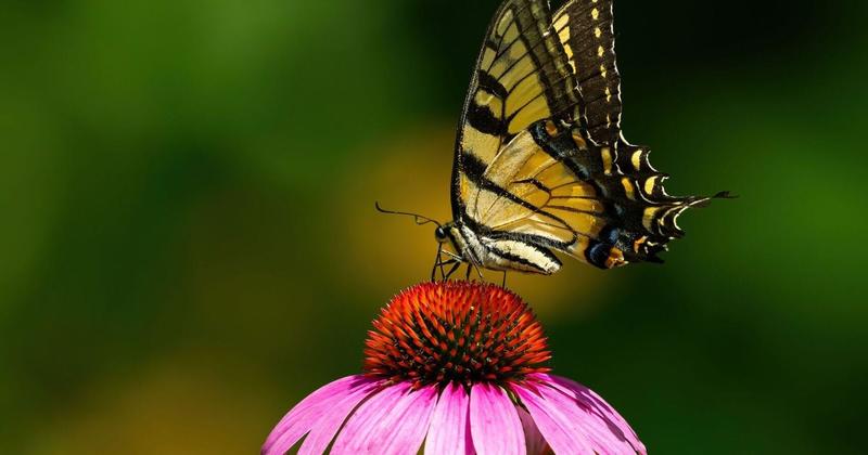 Of birds and butterflies