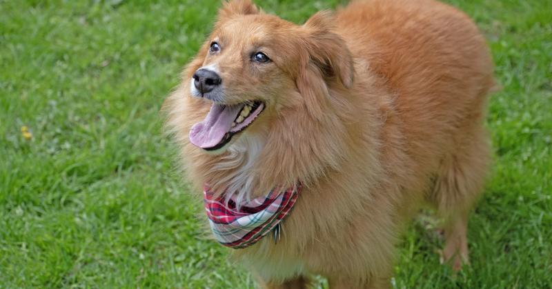 Pets and the Hidden Grief in the Immigration Journey