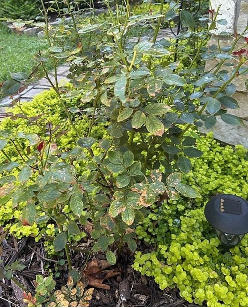IN THE GARDEN: Wounded trees often have internal decay