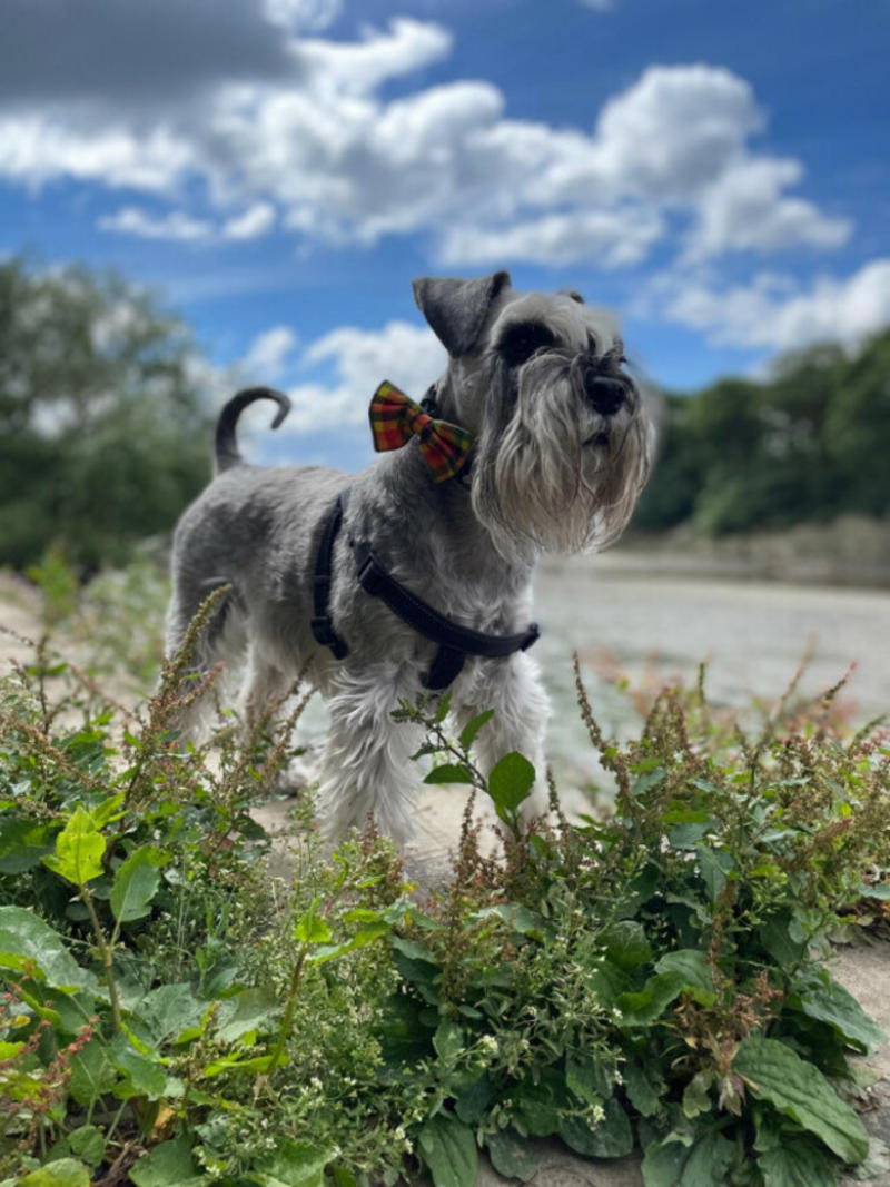 When they leave us: Understanding grief after the loss of a pet
