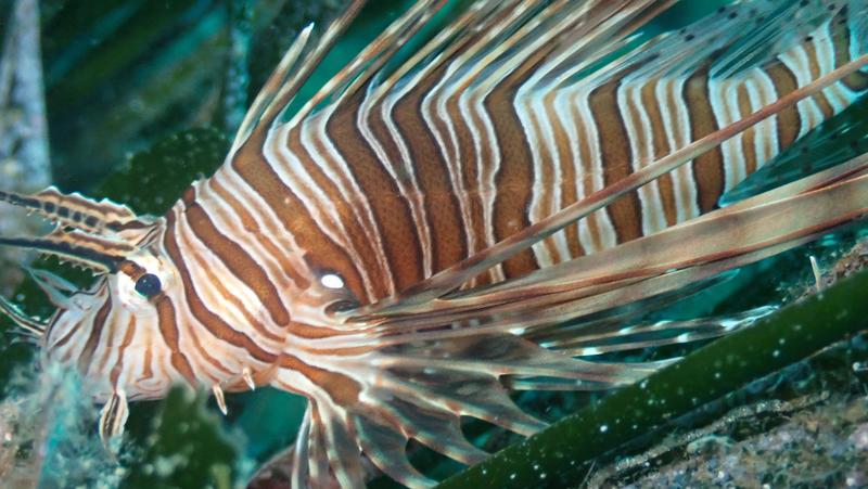 L'invasione delle specie aliene. Avvistato a Palmi (Calabria) il pesce scorpione: “Svolta negativa, espansione incontrollata”