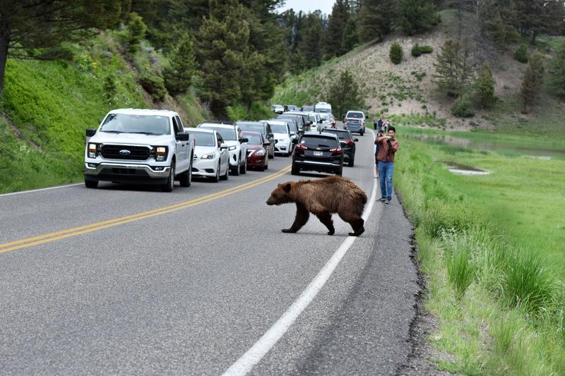 Why Yellowstone has had to euthanize 2 bears in 1 summer