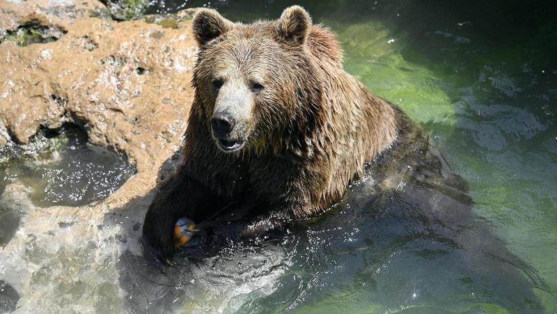 Valsabbia, paura per l’orso mangiatore di asini. In meno di un mese ne ha fatti fuori sei